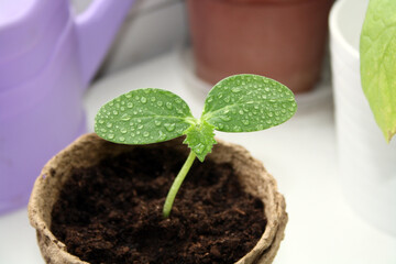 Young cucumber sprout grown from seed in a pot. Seedlings of vegetables on the window.