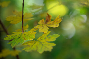 Feuilles lumineuses colorées d'automne se balançant dans un arbre dans le parc d'automne. Fond coloré d'automne, toile de fond d'automne