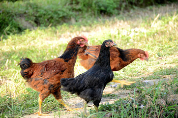 bunch the black orange hens eating grains in the garden.