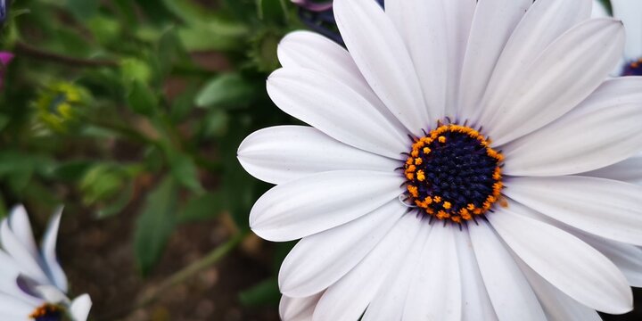 flor, fonfo, fondo de escritorio, fondo escritorio, bello, dise&ntilde;o, artistico, apasionado, olor, fragancia, aroma, geometrico, color, mezcla, combinaci&oacute;n, atraccion,  delicado, debil, sensible, vista