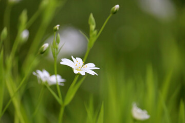 Spring meadow with white flowers of Greater Stitchwort (Stellaria holostea) in green grass. Floral background, beauty of nature
