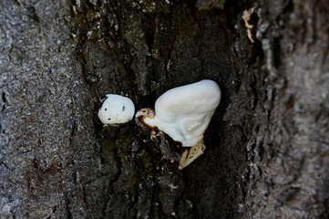 Closeup of Colorful Big Head Wild Mushroom Growing on the trunks of large trees in the forest at...