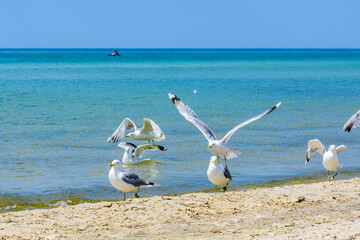 Fototapeta na wymiar Sea gulls on sandy beach at seaside
