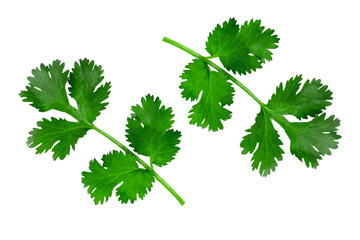 Fresh green vegan vitamin parsley . Top view. Isolated on white background.