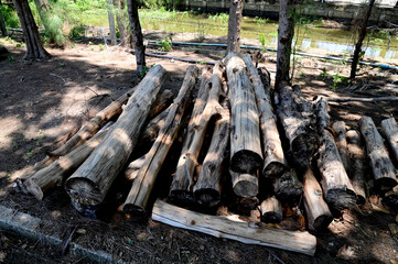 Wooden logs was sawed and cut on the ground in the forest.