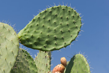 Flowering Opuntia cactus against blue sky © Henk Vrieselaar