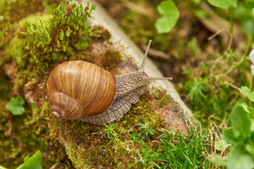 Grape snail on a stone, on a blurred background.
