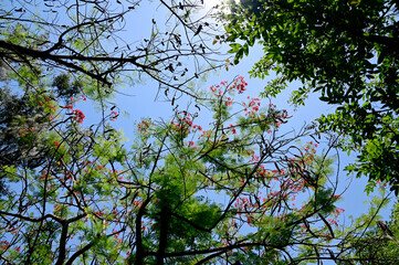 View under of the tree small leaves and branches spread over the blue sky background.