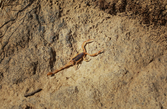 scorpion Centruroides infamatus on a rock in the wilderness 