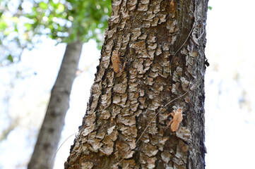 Close up of Cicada molting on the tree with nature background in the garden at Thailand.