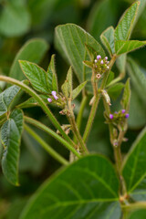 Soy flowers in sunny field. Green growing soybeans