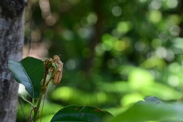 Close up of Cicada molting on the tree with nature background in the garden at Thailand.