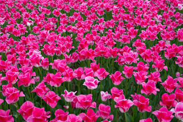 Fototapeta premium Background of beautiful tulips on flower bed in spring
