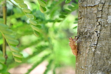 Close up of Cicada molting on the tree with nature background in the garden at Thailand.
