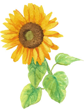 1 133 Best Sunflower Moon Images Stock Photos Vectors Adobe Stock 1 133 Best Sunflower Moon Images Stock Photos Vectors Adobe Stock