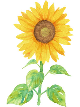 1 254 Best Sunflower Moon Images Stock Photos Vectors Adobe Stock