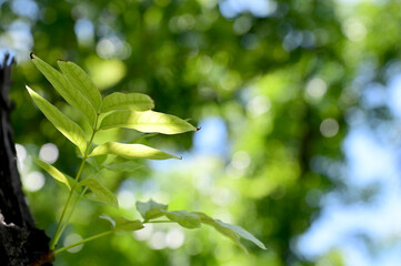 Closeup of Green Small Tree grew up from a large tree in the park with nature background.