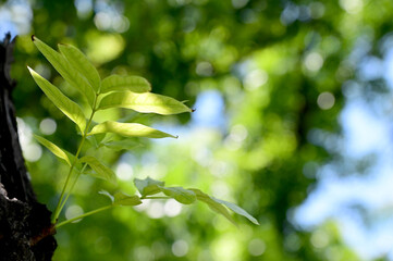 Fototapeta na wymiar Closeup of Green Small Tree grew up from a large tree in the park with nature background.