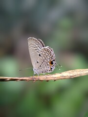 butterfly on a leaf
