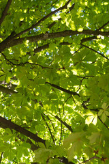 Fototapeta premium green foliage of tree crowns
