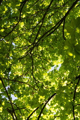 Fototapeta na wymiar green foliage of tree crowns