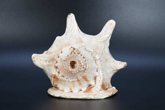 Natural Sankha from Nepal Conch Shell Dhun Nepalese Sankha.A Shankha has religious ritual importance in Buddhism And Hinduism.