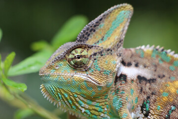 Veiled Chameleon on plant against green background, Veiled chameleon (Chamaeleo calyptratus) resting on a branch in its habitat