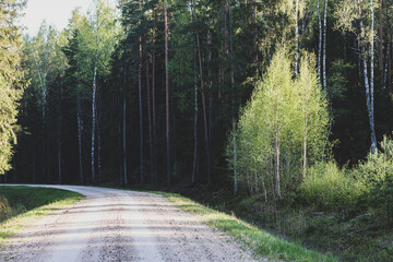 Beautiful nature landscape view of gravel road in forest. Spring evening version with long tree shadows.