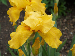 Fototapeta premium Hohe Schwertlilie 'Granada Gold'. Reinstes Goldgelb Bart-Iris (Iris barbata-elatior)