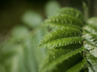 Close-up of new, small, green rowan leaves. Branch of a tree with new leaves. Branch rowan in spring, selective focus