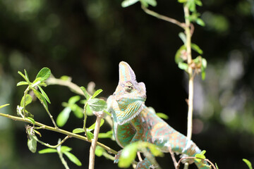 Veiled Chameleon on plant against green background, Veiled chameleon (Chamaeleo calyptratus) resting on a branch in its habitat