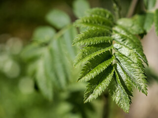 Close-up of new, small, green rowan leaves. Branch of a tree with new leaves. Branch rowan in spring, selective focus
