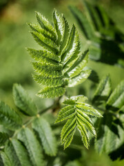 Close-up of new, small, green rowan leaves. Branch of a tree with new leaves. Branch rowan in spring, selective focus. Top aboute view