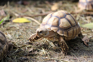 African Sulcata Tortoise Natural Habitat,Close up African spurred tortoise resting in the garden, Slow life ,Africa spurred tortoise sunbathe on ground with his protective shell ,Beautiful Tortoise