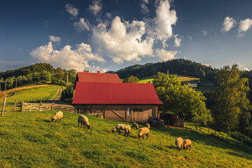 Beskid Sądecki on a warm summer afternoon. Natural views with beautiful landscapes. © PawelUchorczak
