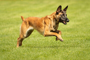 athletic malinois belgian shepherd dog running on grass in a park