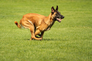 athletic malinois belgian shepherd dog running on grass in a park