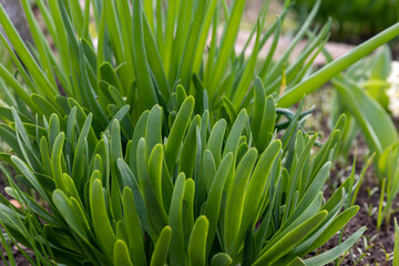 Fototapeta na wymiar Perennial onion Allium nutans in a flower bed.