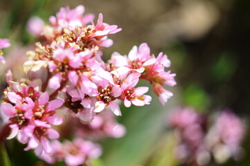 Close up of Bergenia cordifolia Purpurea flowering spike.