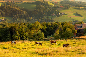A warm summer sunset in the Rożnowskie Foothills, near Nowy Sącz. Poland, Lesser Poland Voivodeship.