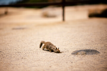 squirrel on the beach