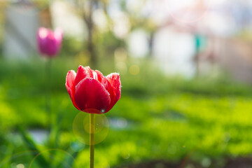 Obraz premium Red tulip flower