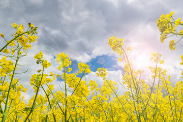 Obraz premium Bright yellow rapeseed flowers stretching to the sun.