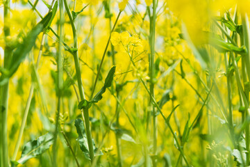 Close up photo of yellow canola or rapeseed flowers and plants