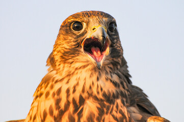 Closeup of red tailed hawk