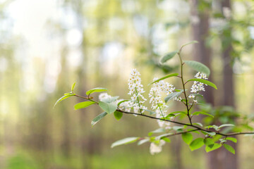 Blossoming twig in the forest