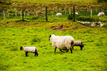 Obraz premium Spring landscape and sheeps in the lands of Ireland