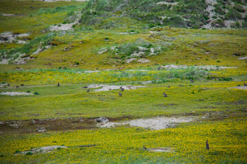 Spring landscape in the lands of Ireland