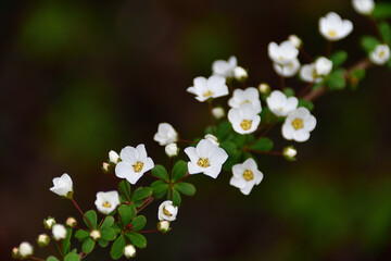 満開のユキヤナギ（雪柳）の花　埼玉県/3月