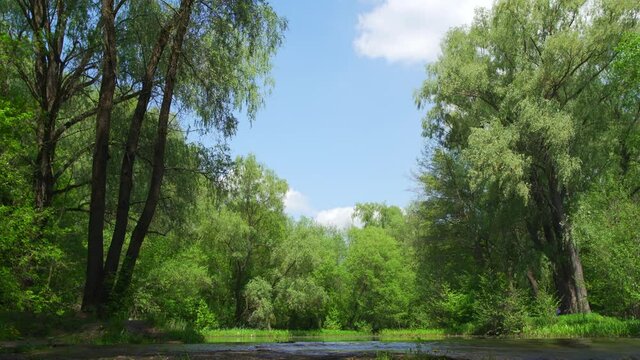 4k stock video footage of beautiful green sunny spring forest landscape. Small silhouettes of resting and enjoying warm days people seen under huge tall trees
